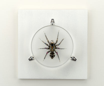 Lithium Lycosidae, 2023