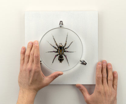 Lithium Lycosidae, 2023