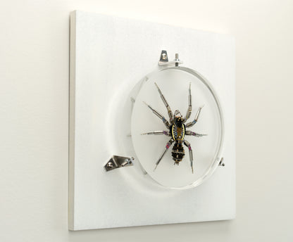 Lithium Lycosidae, 2023