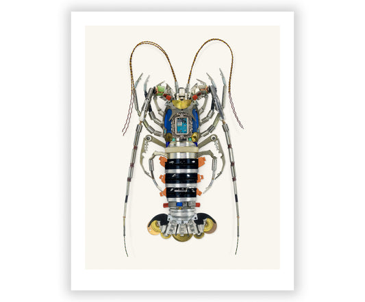 Ornate Spiny Lobster Signed Fine Art Print (8 x 10)