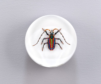 Rainbow Longhorn Beetle, 2024
