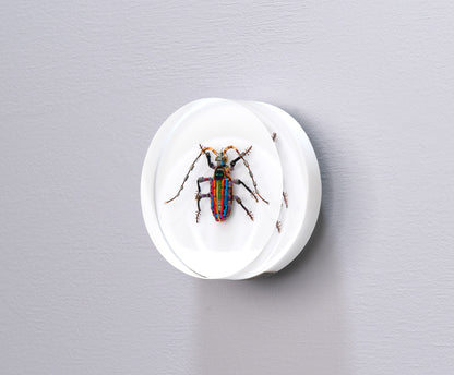 Rainbow Longhorn Beetle, 2024