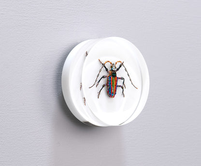 Rainbow Longhorn Beetle, 2024