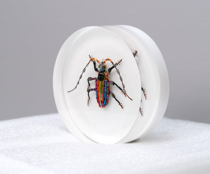 Rainbow Longhorn Beetle, 2024