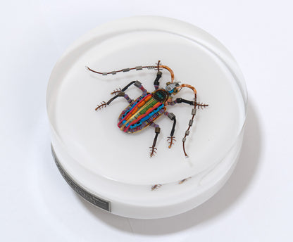 Rainbow Longhorn Beetle, 2024