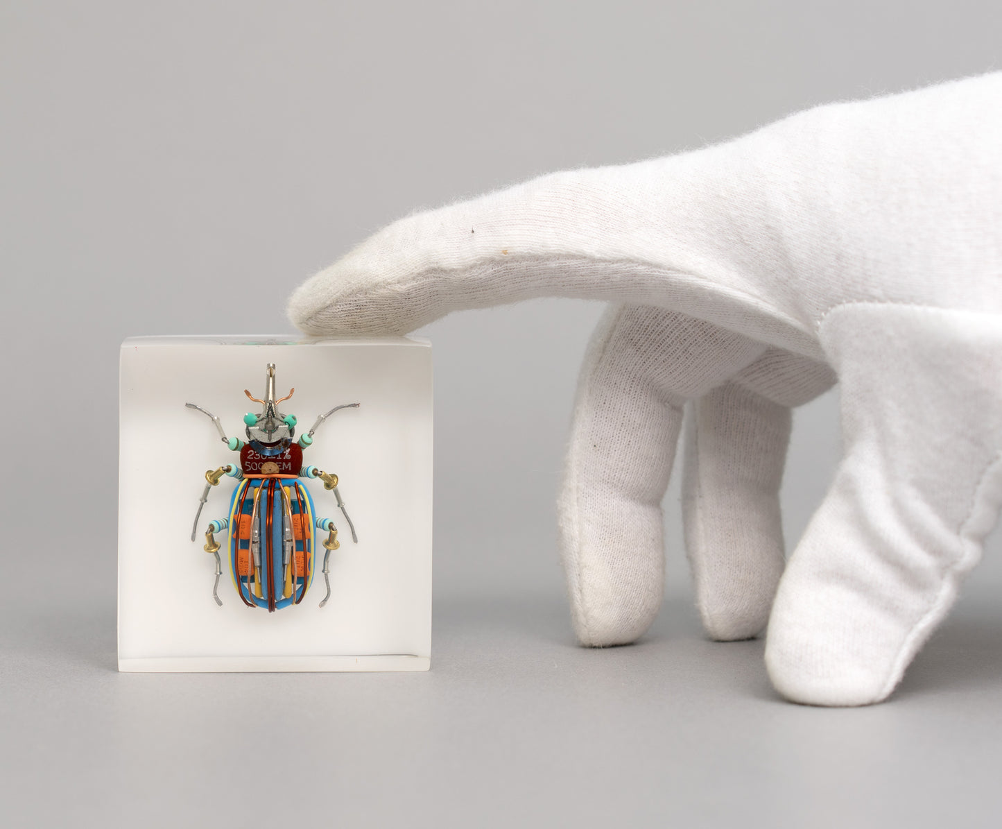 Snooty Weevil, 2026