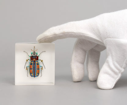 Snooty Weevil, 2026