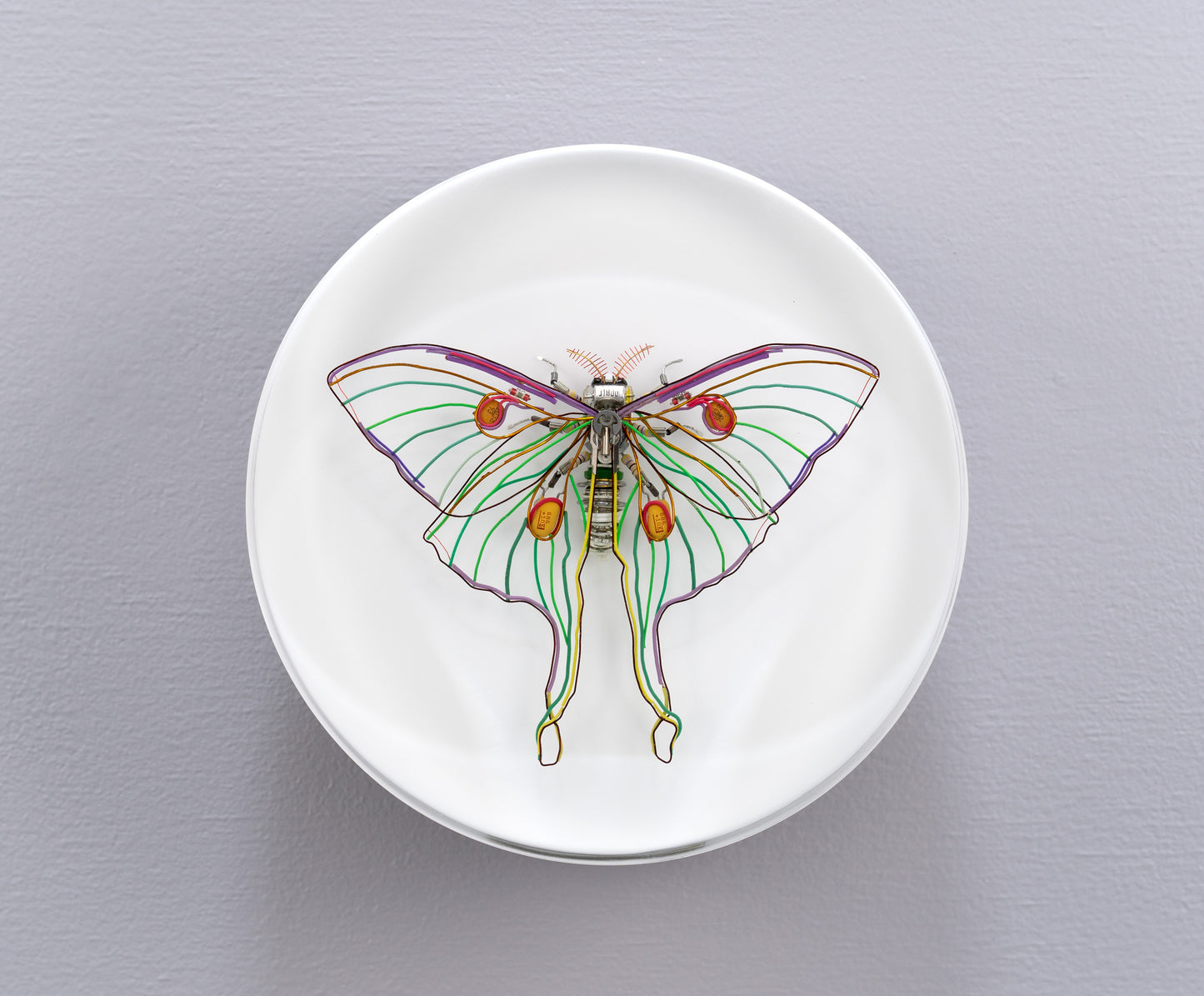 Luna Moth, 2024