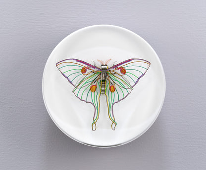 Luna Moth, 2024