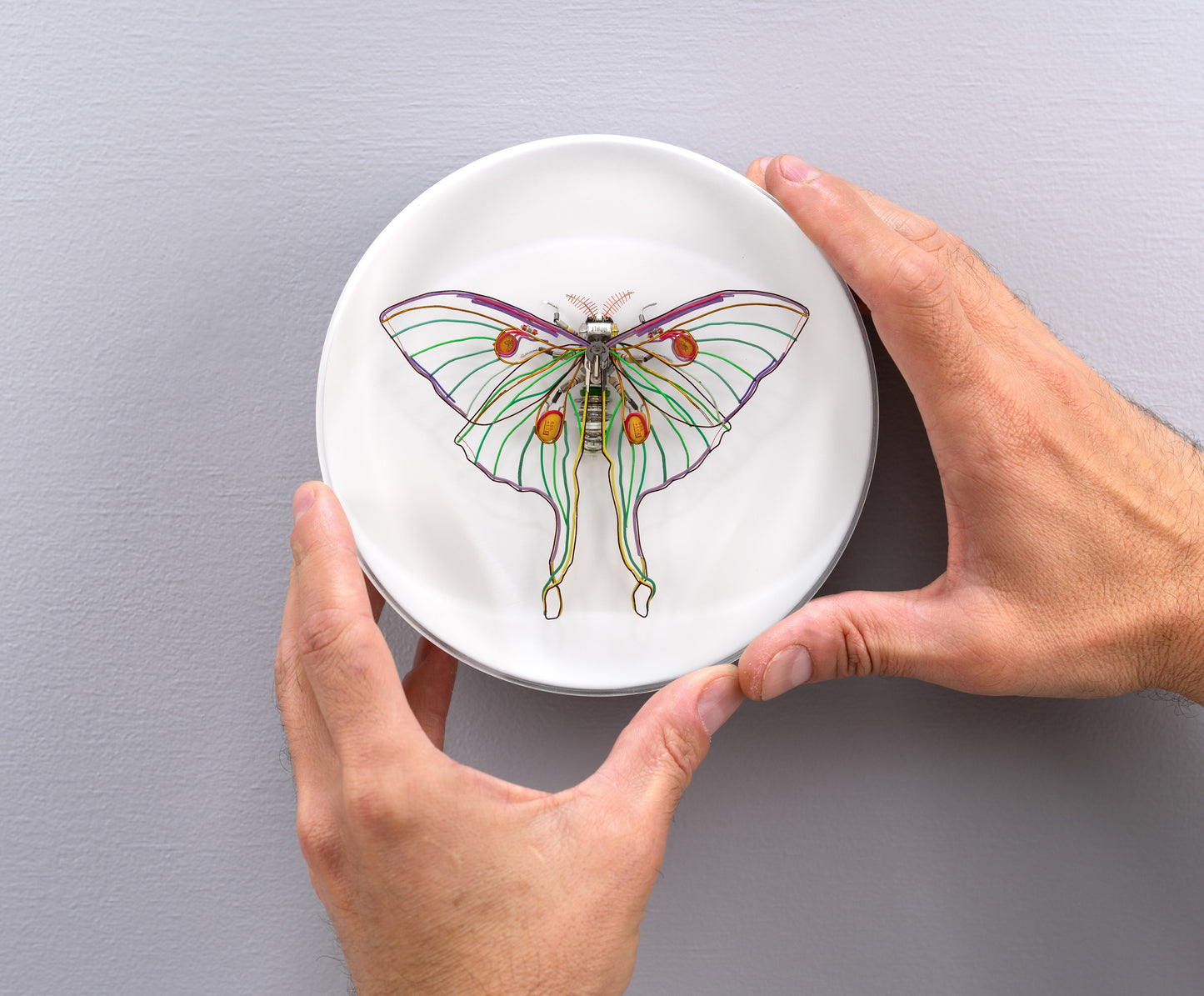 Luna Moth, 2024