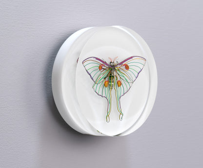 Luna Moth, 2024