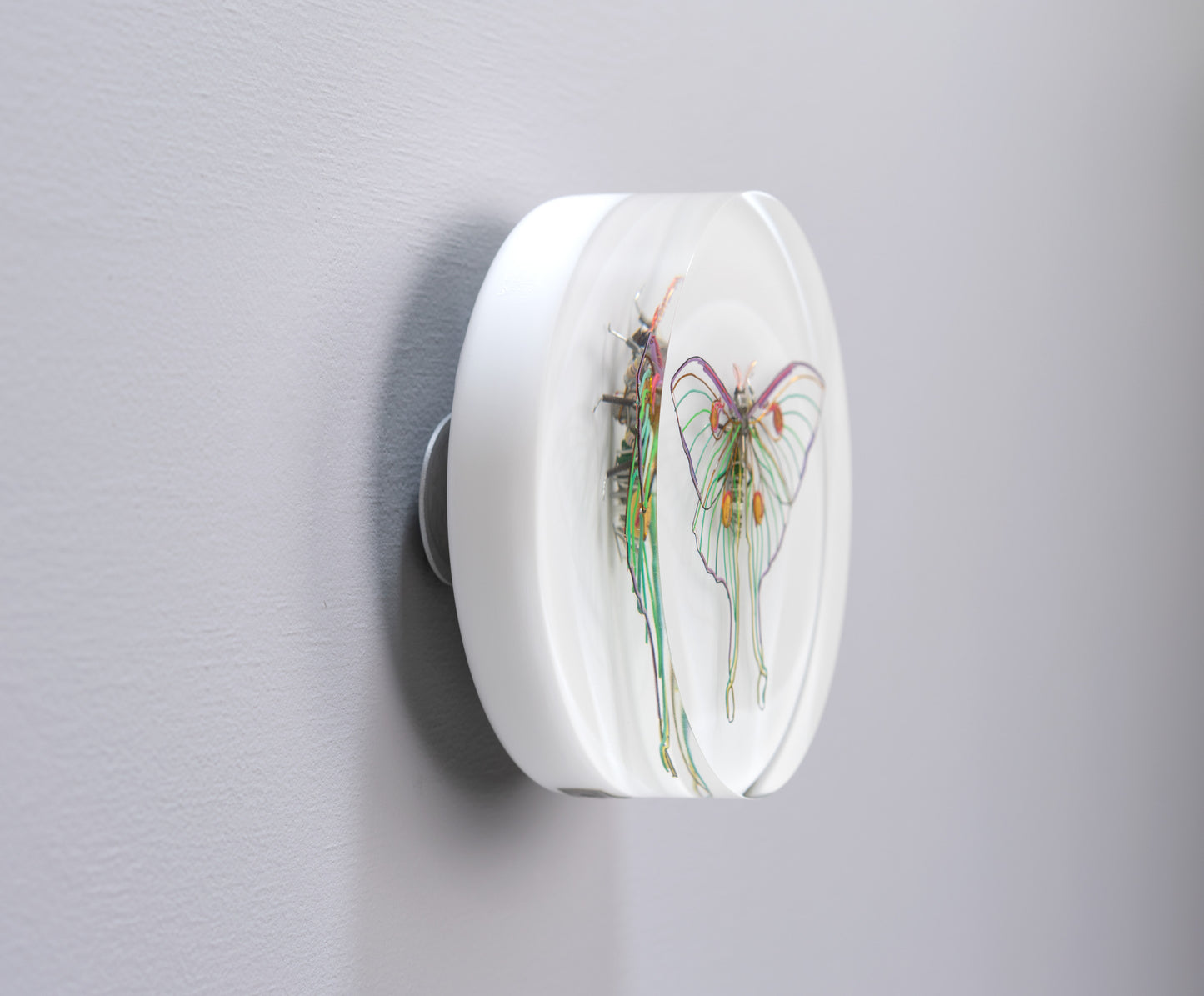 Luna Moth, 2024