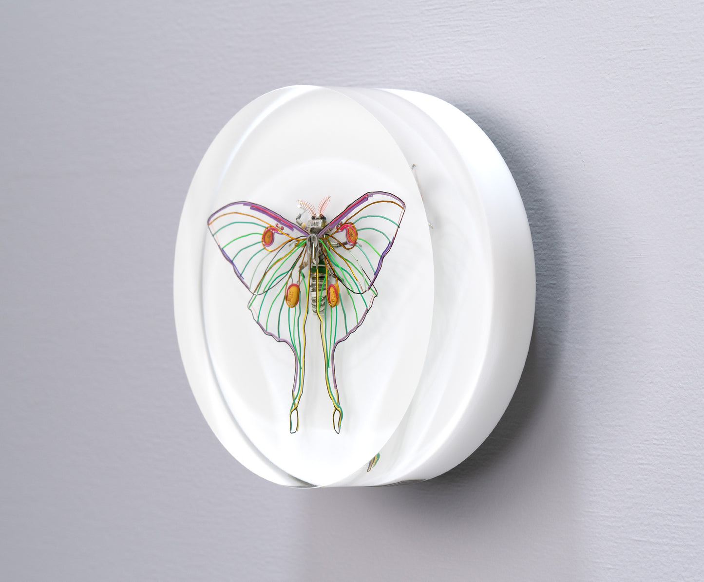 Luna Moth, 2024