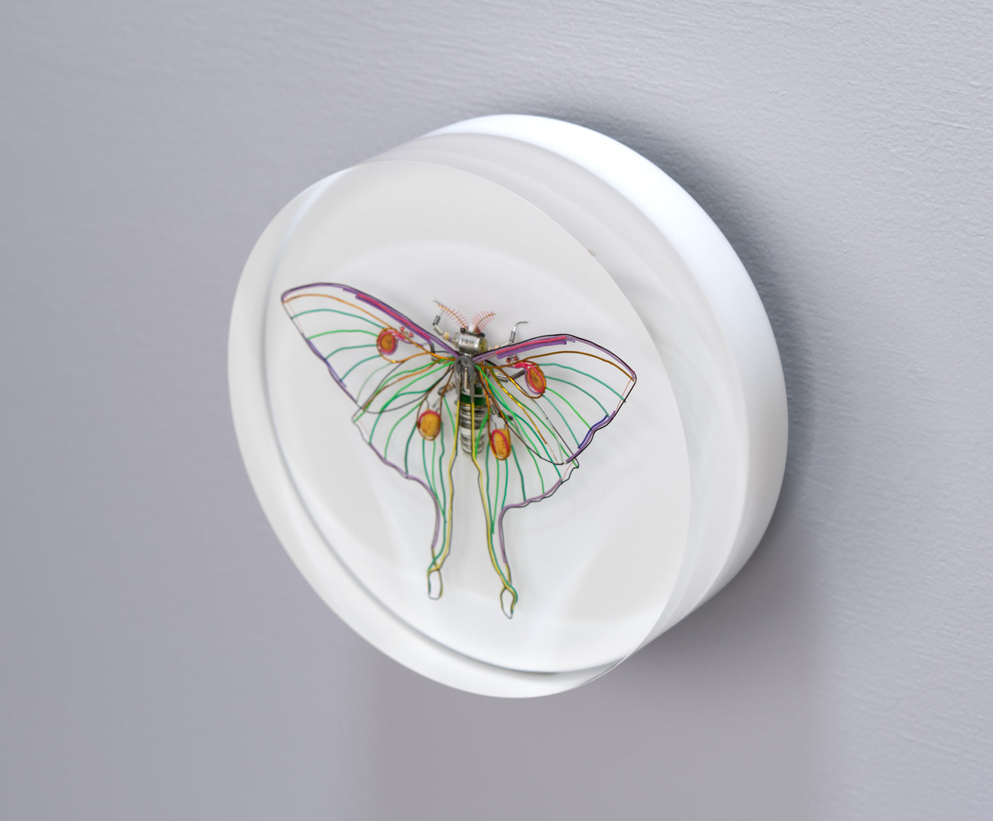 Luna Moth, 2024
