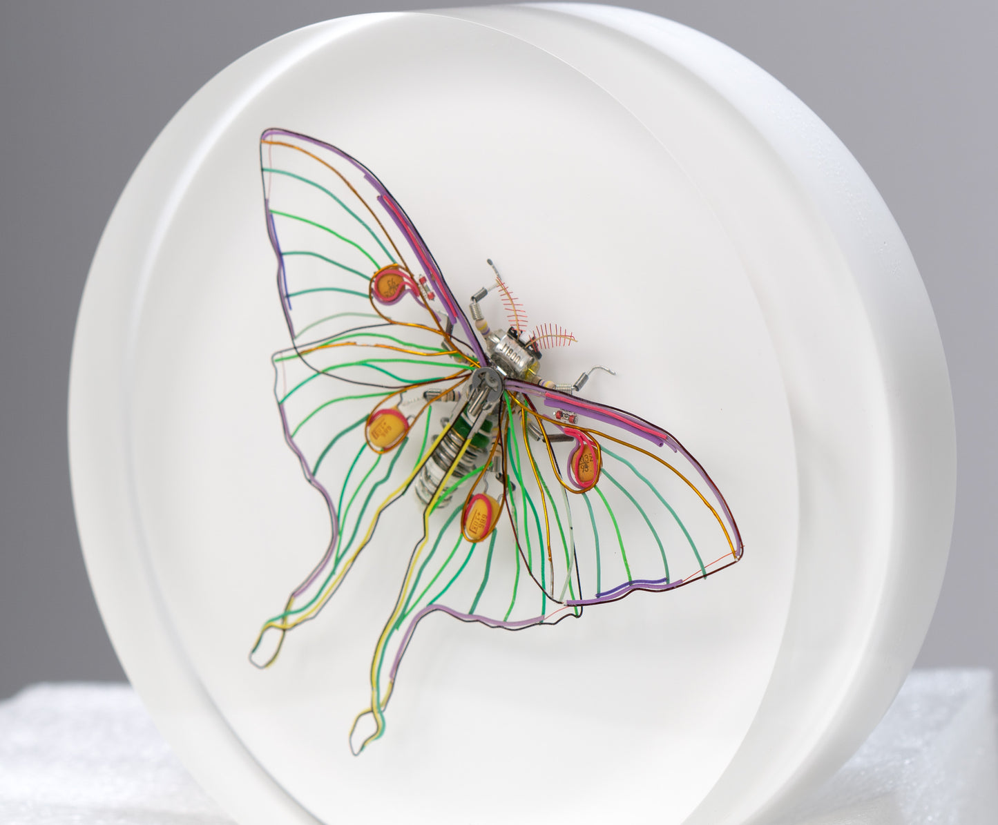 Luna Moth, 2024