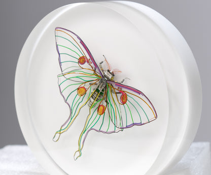 Luna Moth, 2024