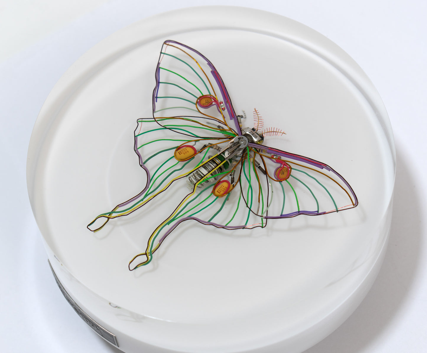 Luna Moth, 2024