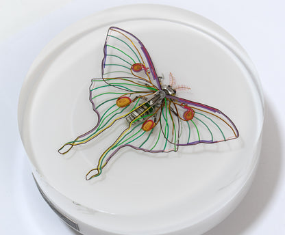 Luna Moth, 2024
