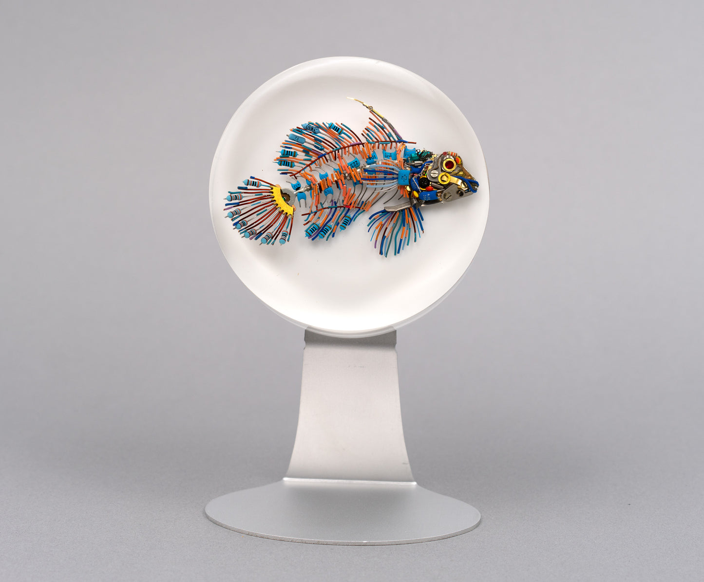 Mandarin Dragonet, 2026