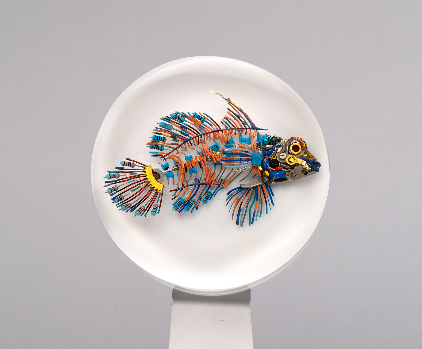 Mandarin Dragonet, 2026