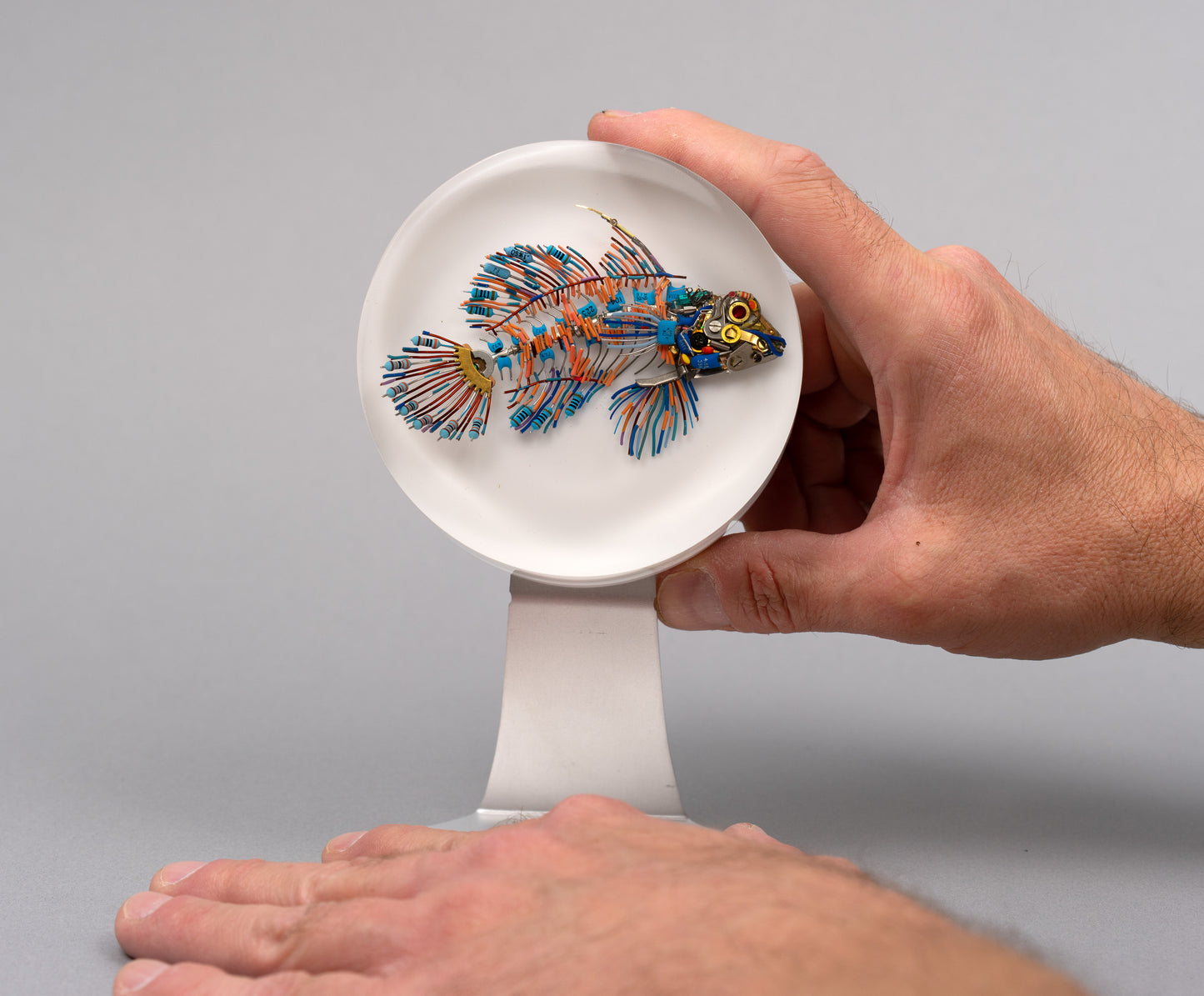 Mandarin Dragonet, 2026