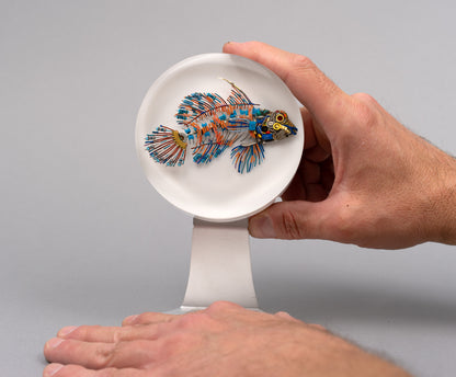 Mandarin Dragonet, 2026