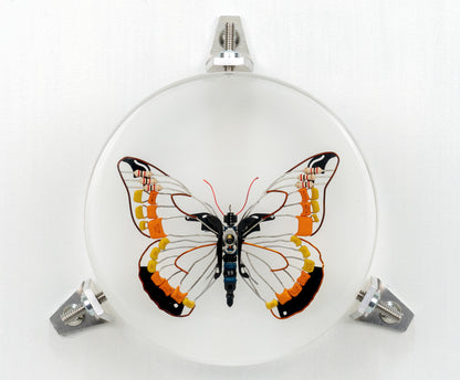 Non-Arc Butterfly, 2023