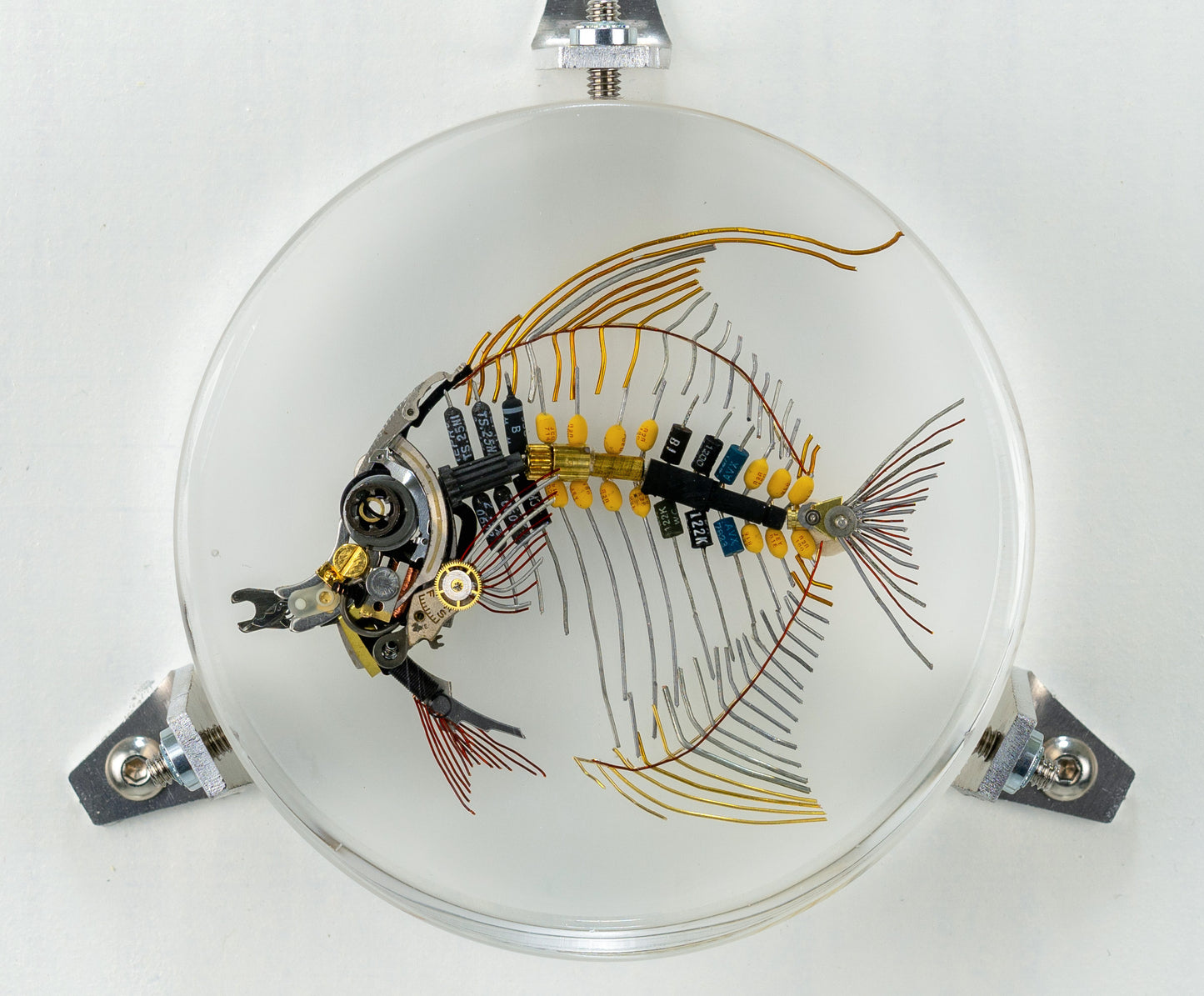 Moorish Idol, 2023