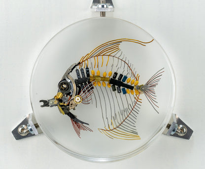 Moorish Idol, 2023
