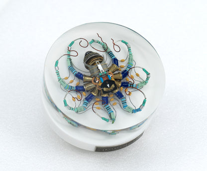 North Star Octopus, 2026