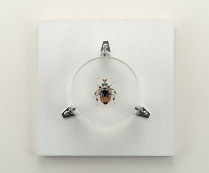 Octabit Shield Bug, 2023