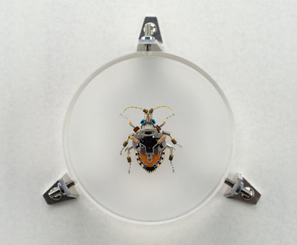 Octabit Shield Bug, 2023