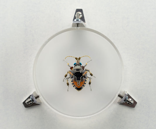 Octabit Shield Bug, 2023