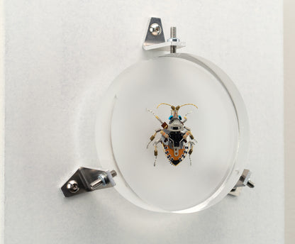Octabit Shield Bug, 2023