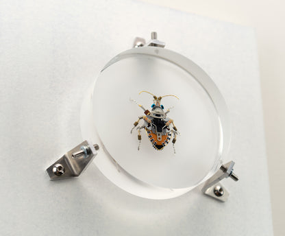 Octabit Shield Bug, 2023