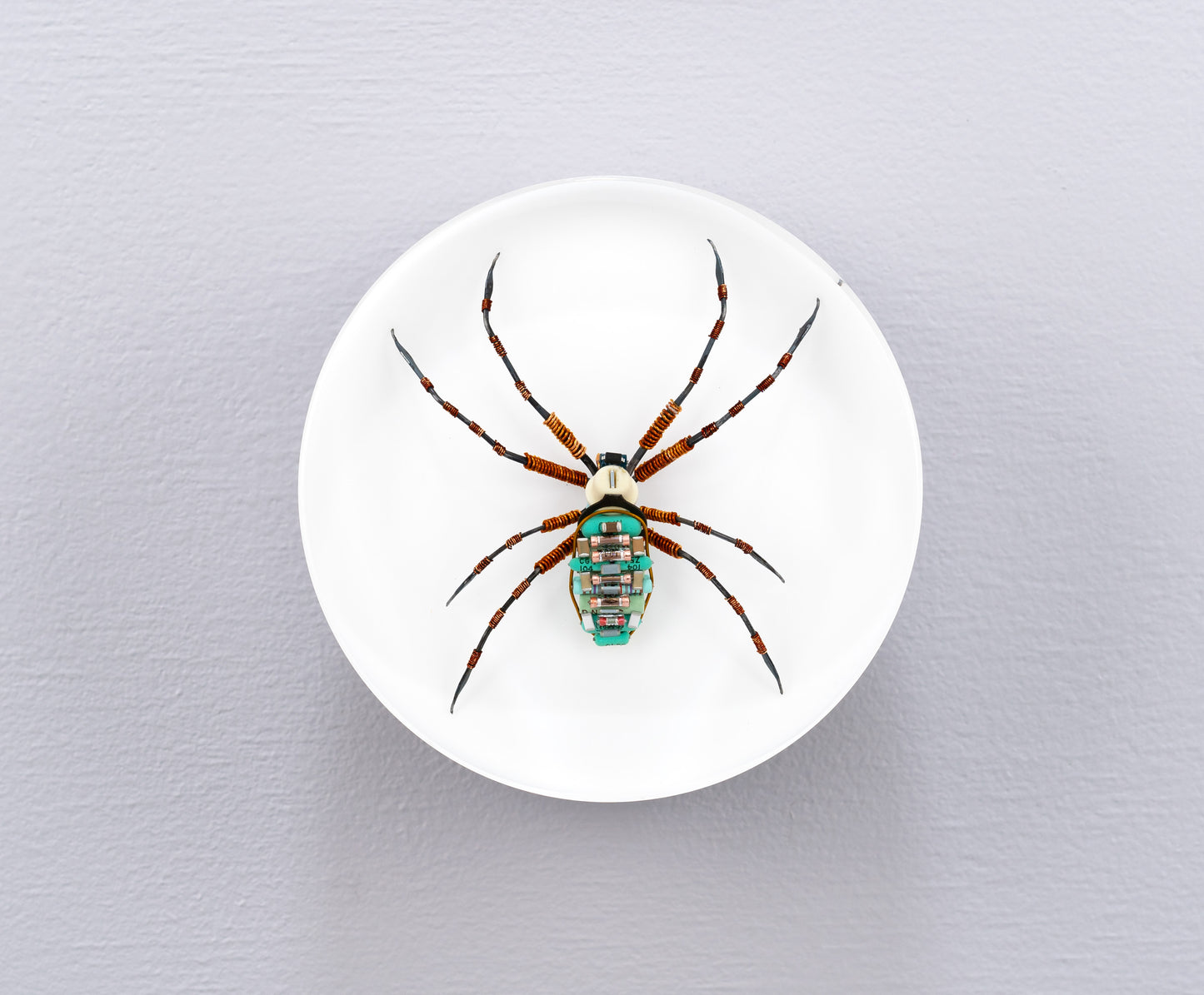 Copper Clad Orb-Weaver, 2024