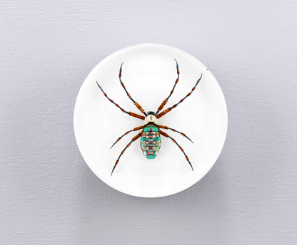 Copper Clad Orb-Weaver, 2024