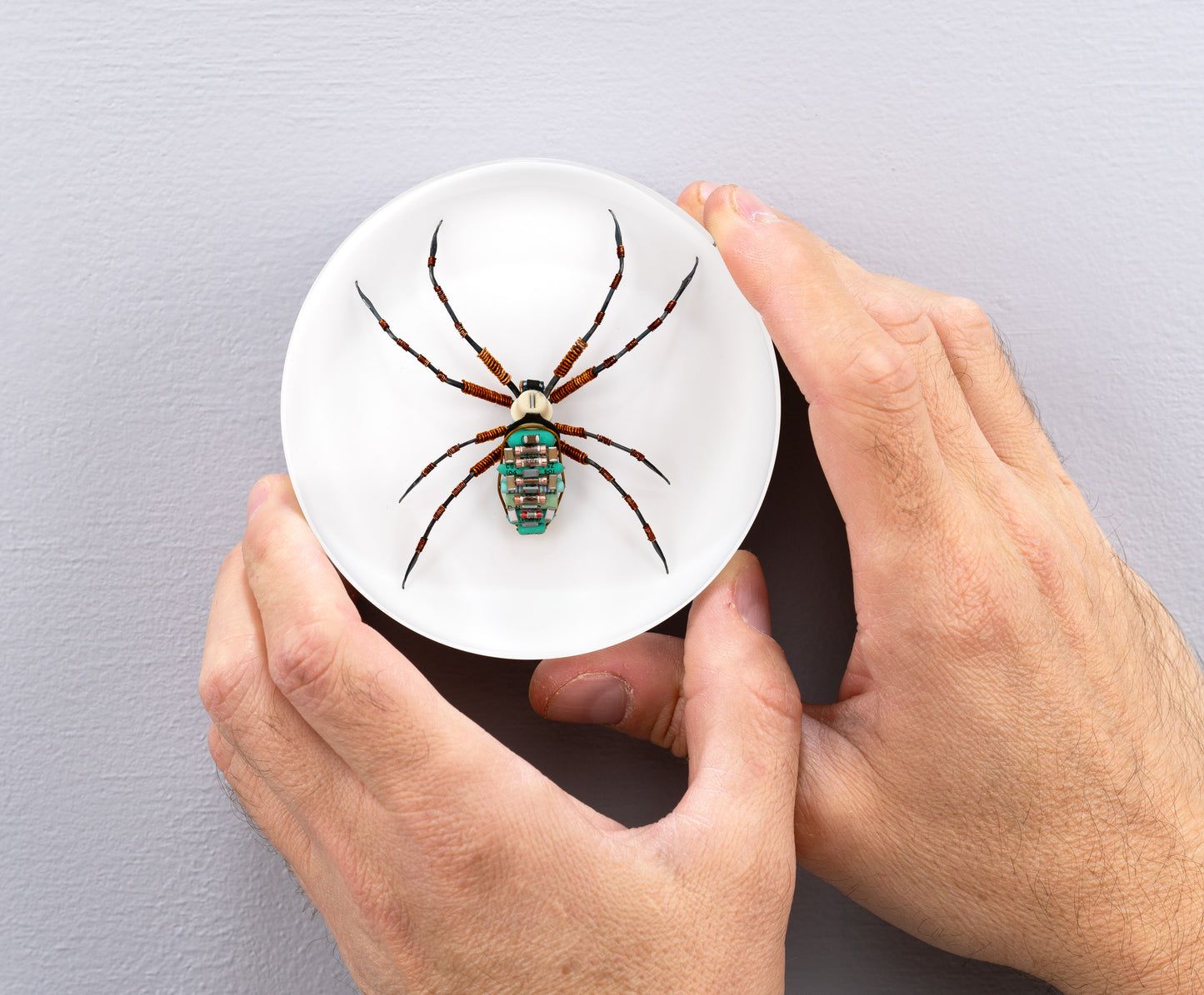 Copper Clad Orb-Weaver, 2024