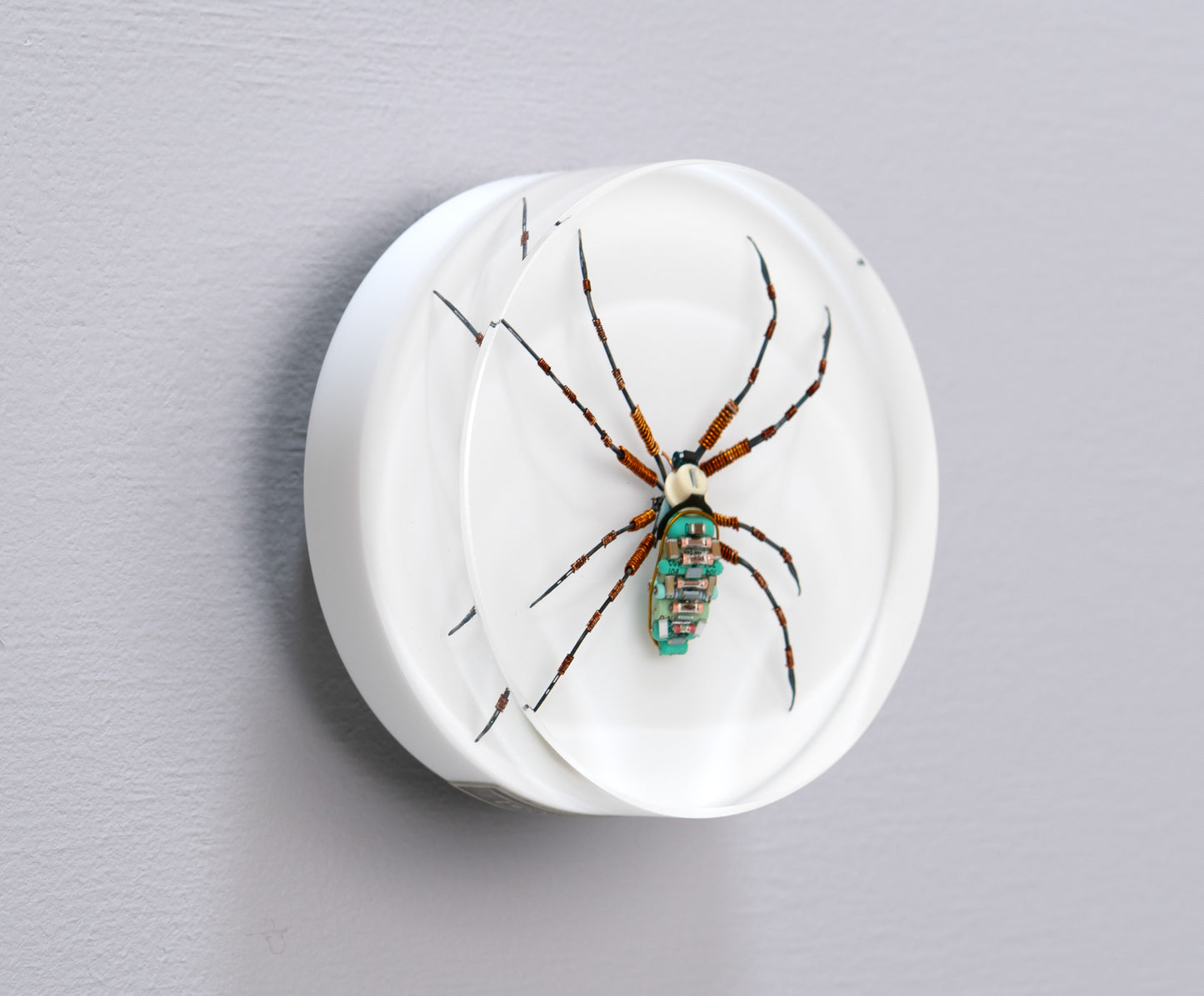 Copper Clad Orb-Weaver, 2024