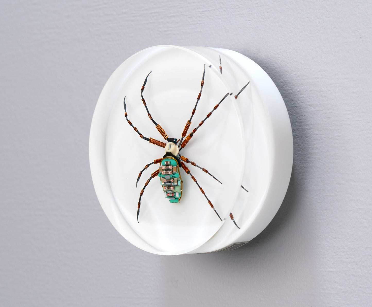 Copper Clad Orb-Weaver, 2024