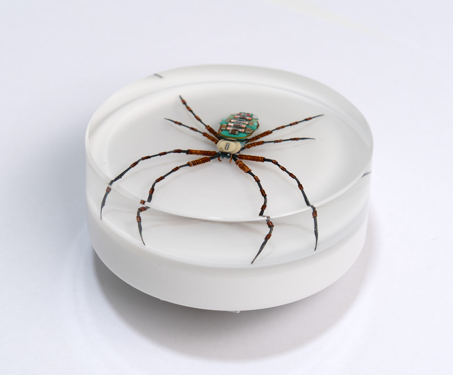 Copper Clad Orb-Weaver, 2024