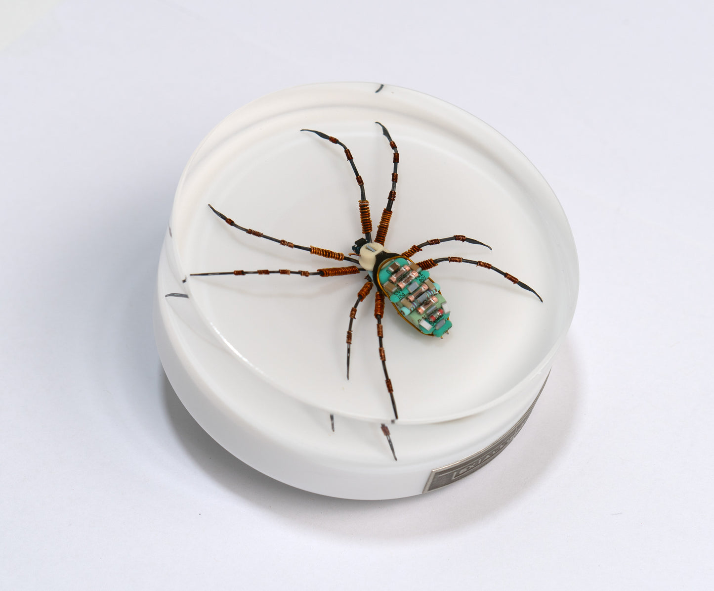 Copper Clad Orb-Weaver, 2024
