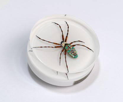 Copper Clad Orb-Weaver, 2024