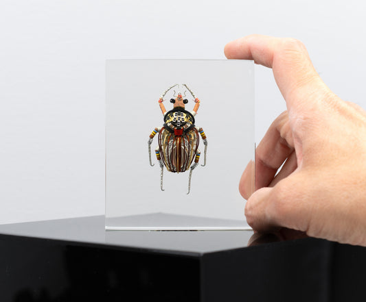 Perpetual Date Flower Beetle, 2025