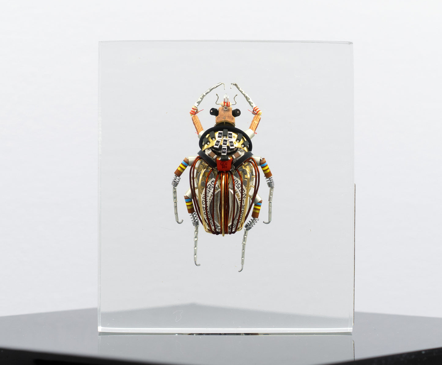 Perpetual Date Flower Beetle, 2025