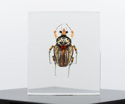 Perpetual Date Flower Beetle, 2025