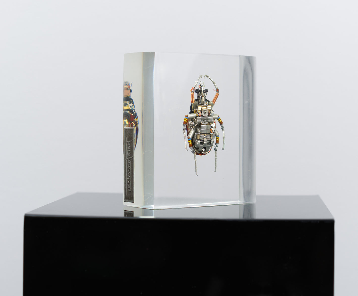 Perpetual Date Flower Beetle, 2025
