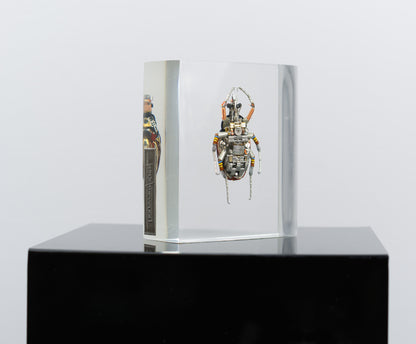 Perpetual Date Flower Beetle, 2025