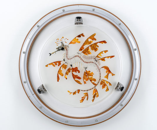 Polyimide Seadragon, 2023