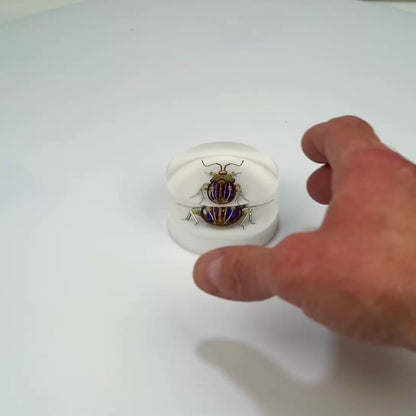 Scarab Beetle (SB05), 2024